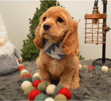 Puppies for sale other breed, cockapoo puppies - Austria, Vienna