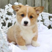 Puppies for sale other breed, pembroke welsh corgi puppies - Sweden, Stockholm