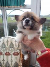 Puppies for sale , corgi - Malta, Valletta