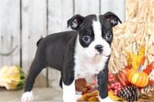 Продам щенка boston terrier - Germany, Munich