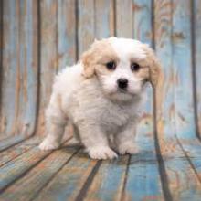 Puppies for sale , cavapoo - Sweden, Lidkoping