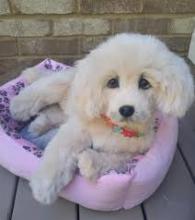 Puppies for sale golden retriever - Lithuania, Ionava