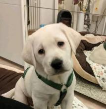 Puppies for sale labrador retriever - Germany, Berlin. Price 800 €