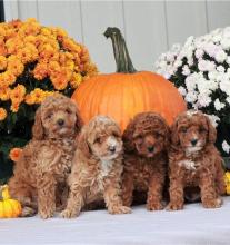 Puppies for sale poodle - Lithuania, Jonishkis