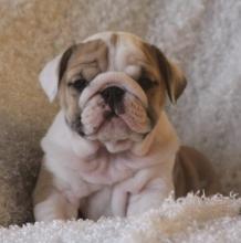 Puppies for sale english bulldog - Sweden, Stockholm