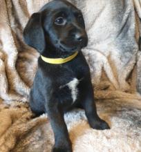 Puppies for sale labrador - Slovakia, Olomouc. Price 10 €