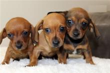 Puppies for sale dachshund - Finland, Helsinki