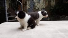 Puppies for sale bearded collie - Hungary, Budapest