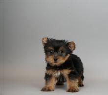 Puppies for sale yorkshire terrier - USA, New York