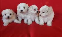Puppies for sale maltese - Greece, Athens