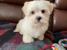Puppies for sale , malshi puppies - Bulgaria, Dobrich. Price 10 €