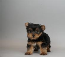 Puppies for sale yorkshire terrier - USA, Indiana, Indianapolis