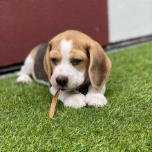 Puppies for sale beagle - Poland, Sopot