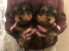 Puppies for sale yorkshire terrier - Greece, Athens. Price 11 €