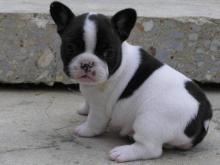 Продам щенка french bulldog - Estonia, Pya