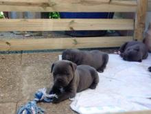 Puppies for sale staffordshire bull terrier - Netherlands, Rotterdam. Price 10 €