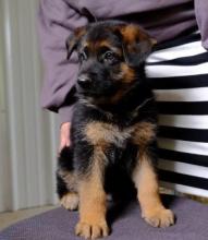 Puppies for sale german shepherd dog - Netherlands, Rotterdam. Price 10 €