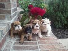 Puppies for sale english bulldog - Armenia, Armenia