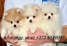 Puppies for sale pomeranian spitz - Estonia, Tallinn