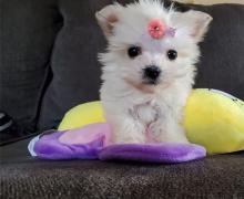 Puppies for sale maltese - Belarus, Gomel