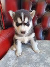 Puppies for sale haski - Russia, Moscow. Price 500 €