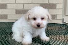 Puppies for sale , havapoo puppies - Uzbekistan, Andijan