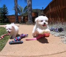 Puppies for sale maltese - Sweden, Sundsvall