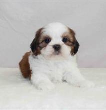 Puppies for sale shih tzu - Sweden, Norcheping