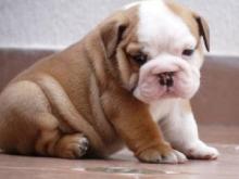 Puppies for sale english bulldog - Uzbekistan, 