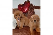 Puppies for sale golden retriever - Belgium, Brussels