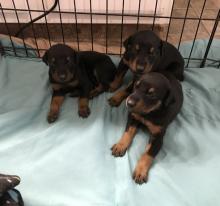 Puppies for sale doberman - Kazakhstan, Kokshetau