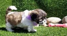 Puppies for sale shih tzu - United Kingdom, Cardiff