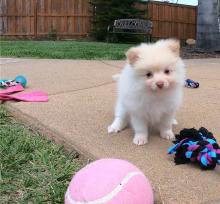 Puppies for sale pomeranian spitz - Ireland, Dublin