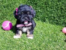 Puppies for sale shih tzu - United Kingdom, Chesterfield