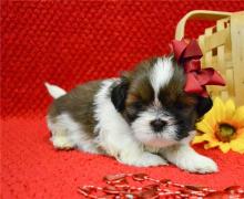 Puppies for sale shih tzu - Greece, Heraklion