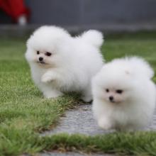 Puppies for sale pomeranian spitz - Greece, Thessaloniki