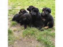 Puppies for sale german shepherd dog - France, Lion