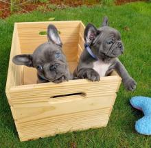 Dogs free french bulldog - Ukraine, Kiev
