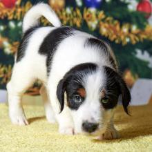 Puppies for sale jack russell terrier - Denmark, Kopenagen