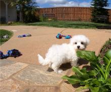Puppies for sale maltese - United Kingdom, Colchester