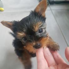 Puppies for sale yorkshire terrier - Greece, Thessaloniki