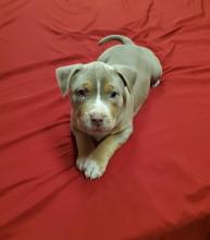 Puppies for sale american pit-bull terrier - Ireland, Cork. Price 11 €