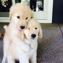 Puppies for sale golden retriever - Germany, Bonn