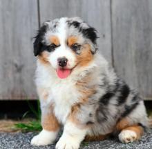 Puppies for sale australian shepherd - Latvia, Kuldiga