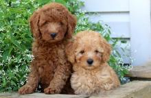 Puppies for sale toy-poodle - United Kingdom, Norfolk Island