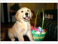 Puppies for sale golden retriever - Ireland, Dublin