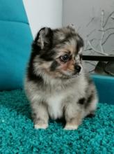 Puppies for sale pomeranian spitz - United Kingdom, Belfast