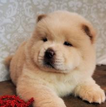 Puppies for sale chow chow - Ireland, Cork