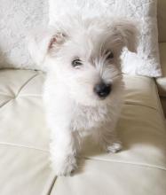 Puppies for sale west highland white terrier - Ireland, Cork