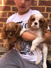 Puppies for sale king charles spaniel - Lithuania, Gargzdai